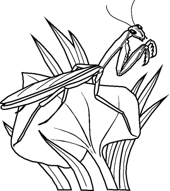 Free Printable Bugs Cliparts Download Free Printable Bugs Cliparts Png