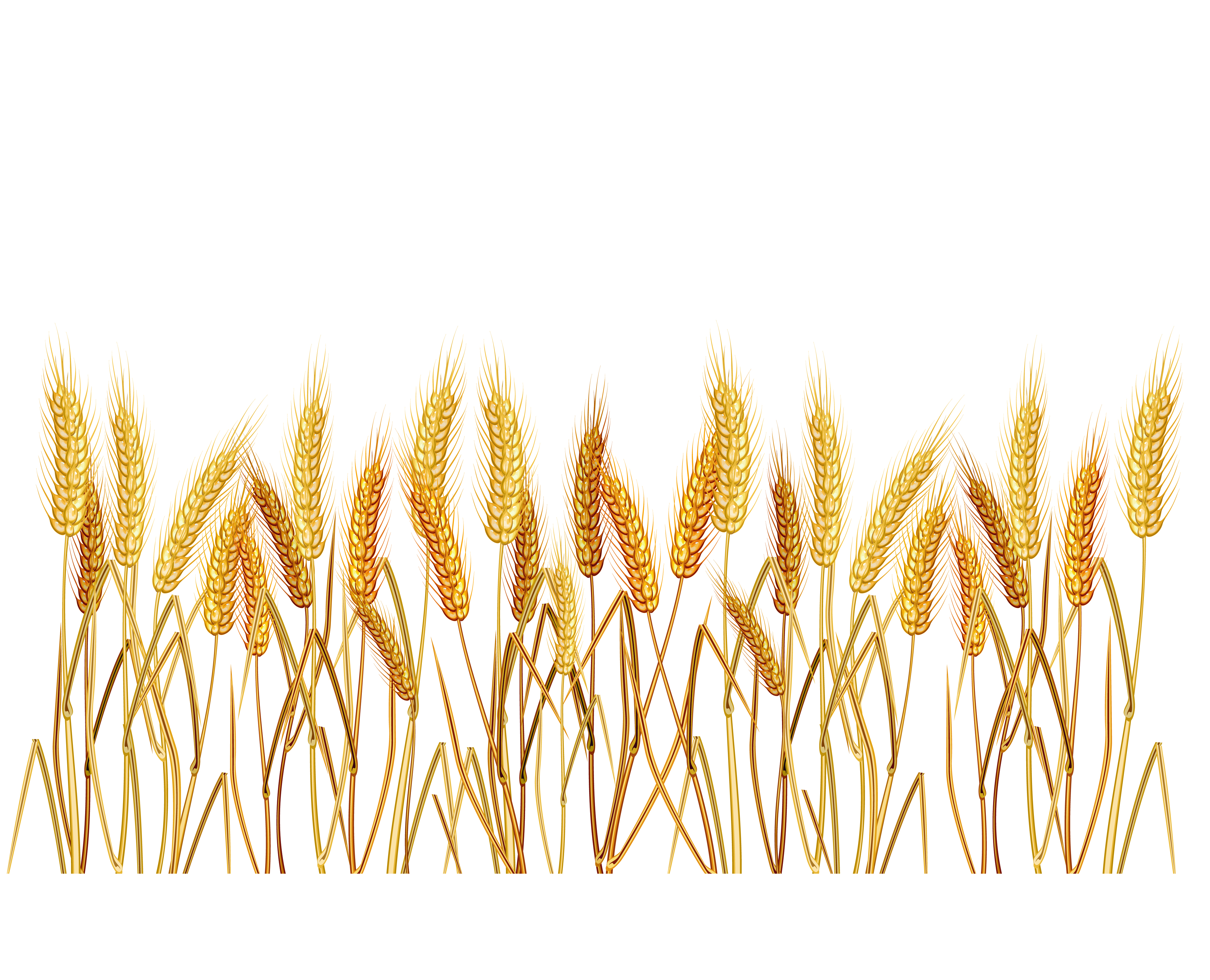 Wheat Field Clipart 39661