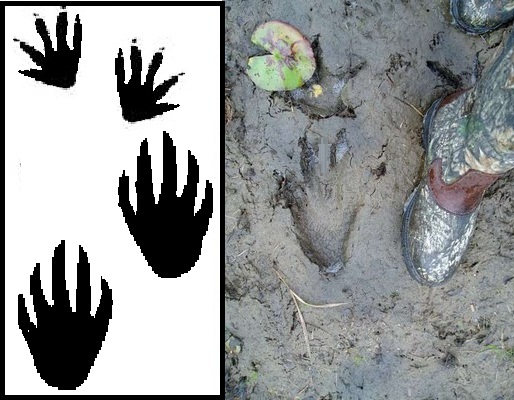 Alligator footprint clipart
