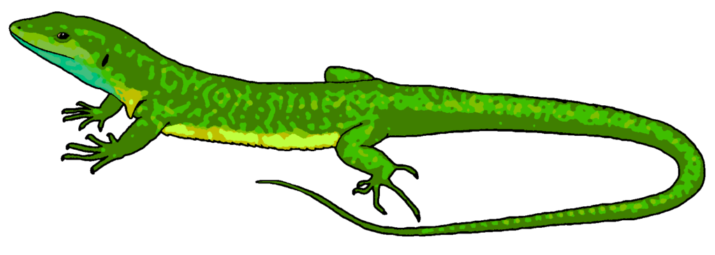 Lizard clip art