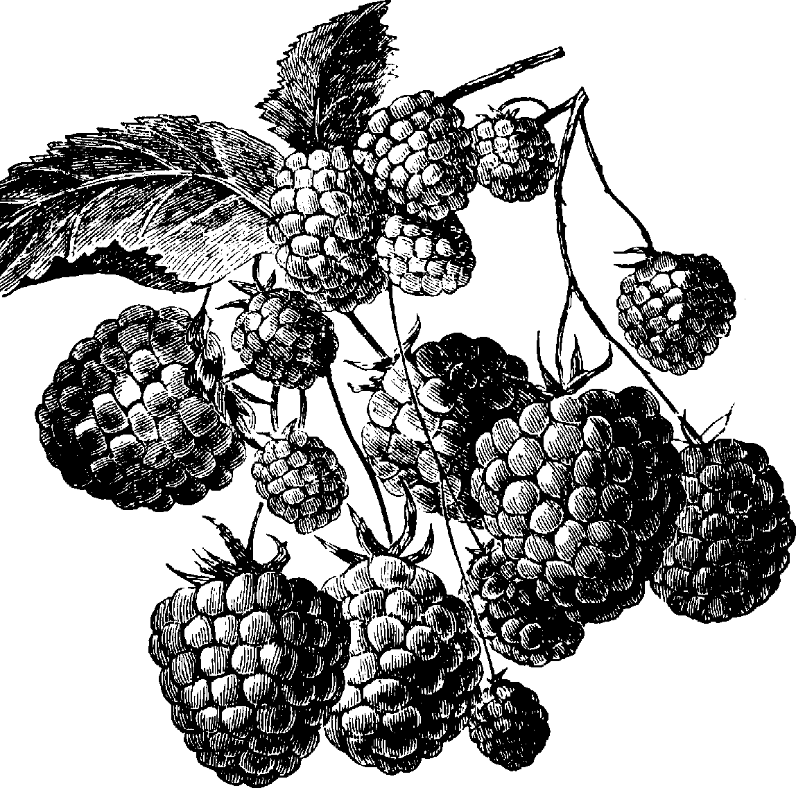 Black raspberry clip art 