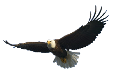 Bald Eagle Free PNG Image 
