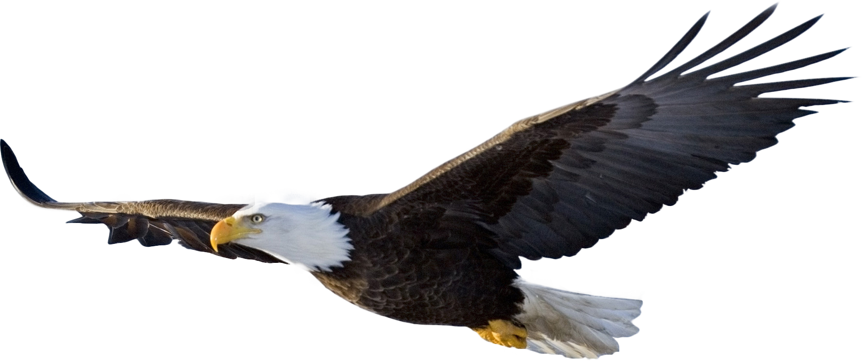 Bald Eagle PNG File 