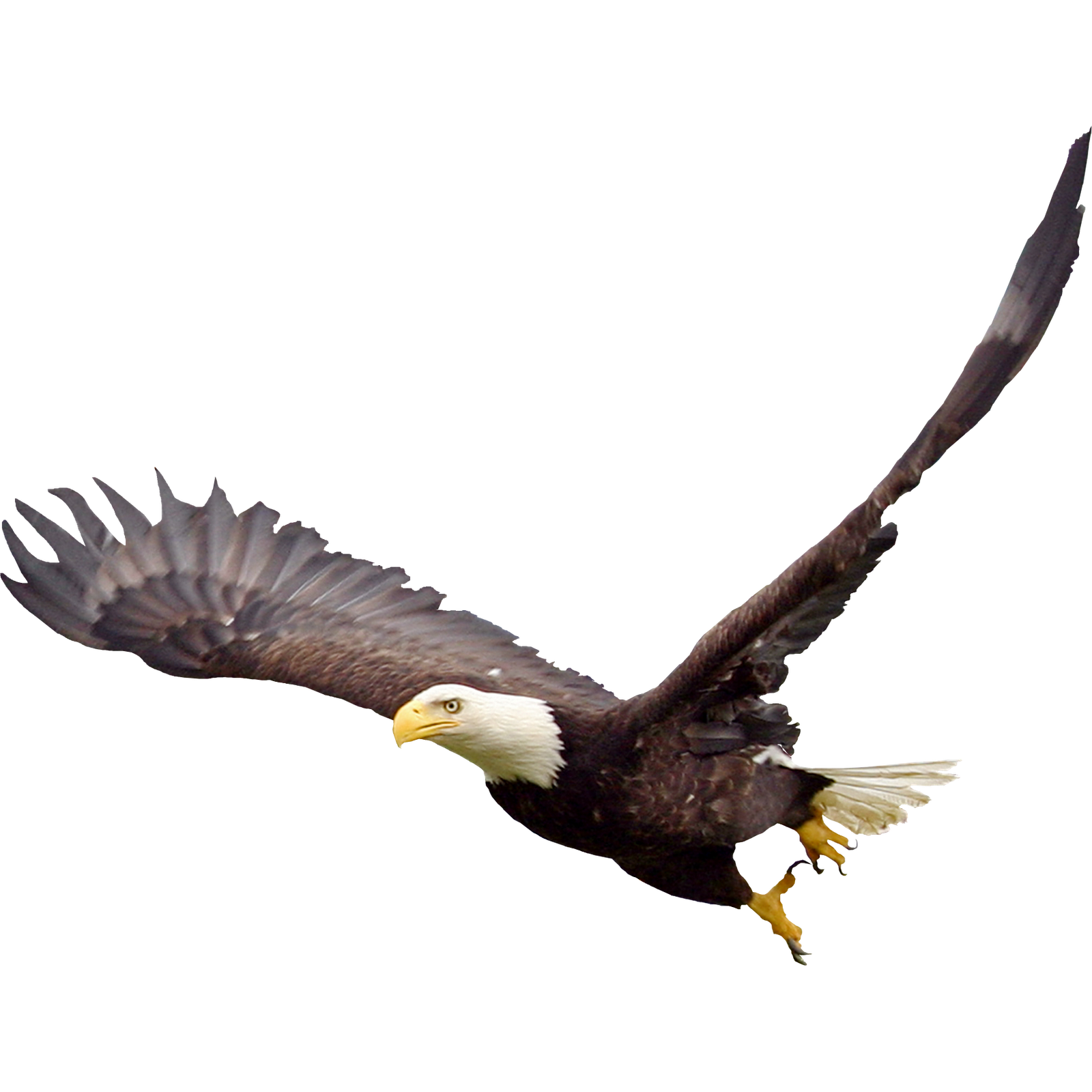 Bald Eagle PNG Image 