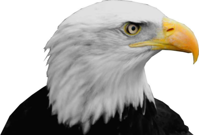 Bald Eagle PNG 