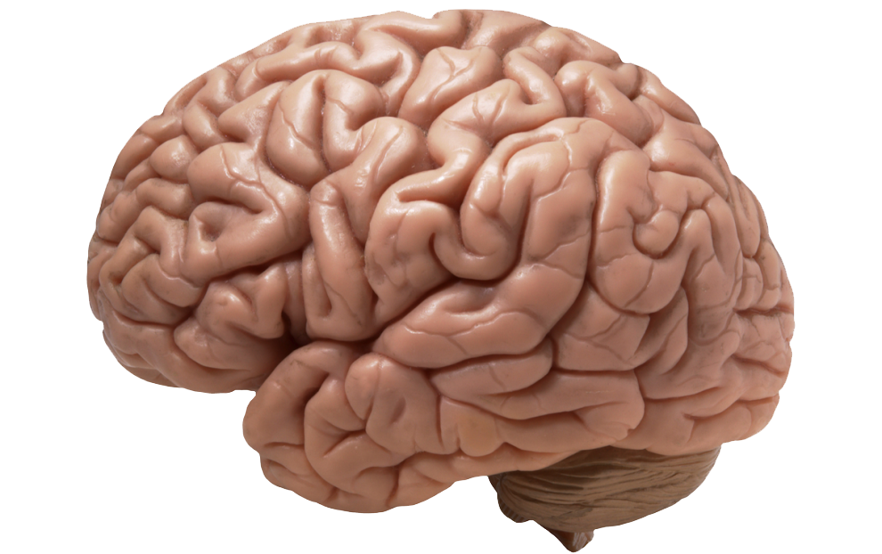 Brain PNG Image 