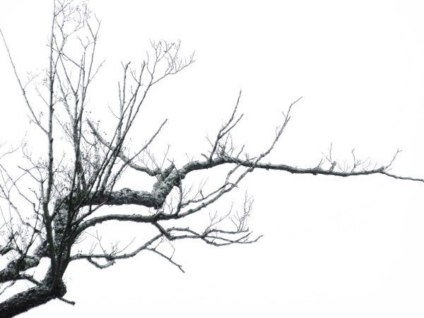 Branch PNG Clipart 