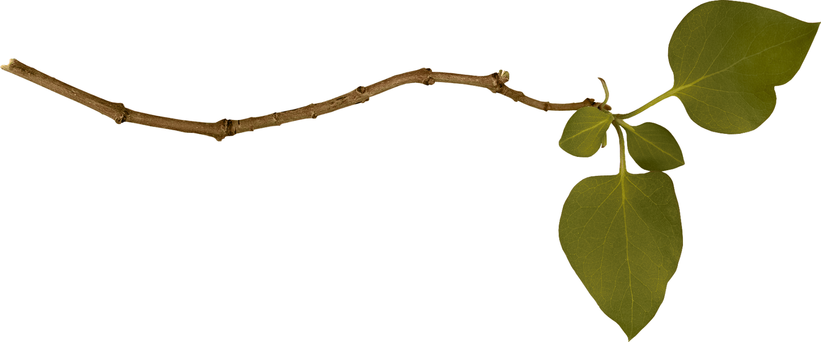 Branch PNG Image 