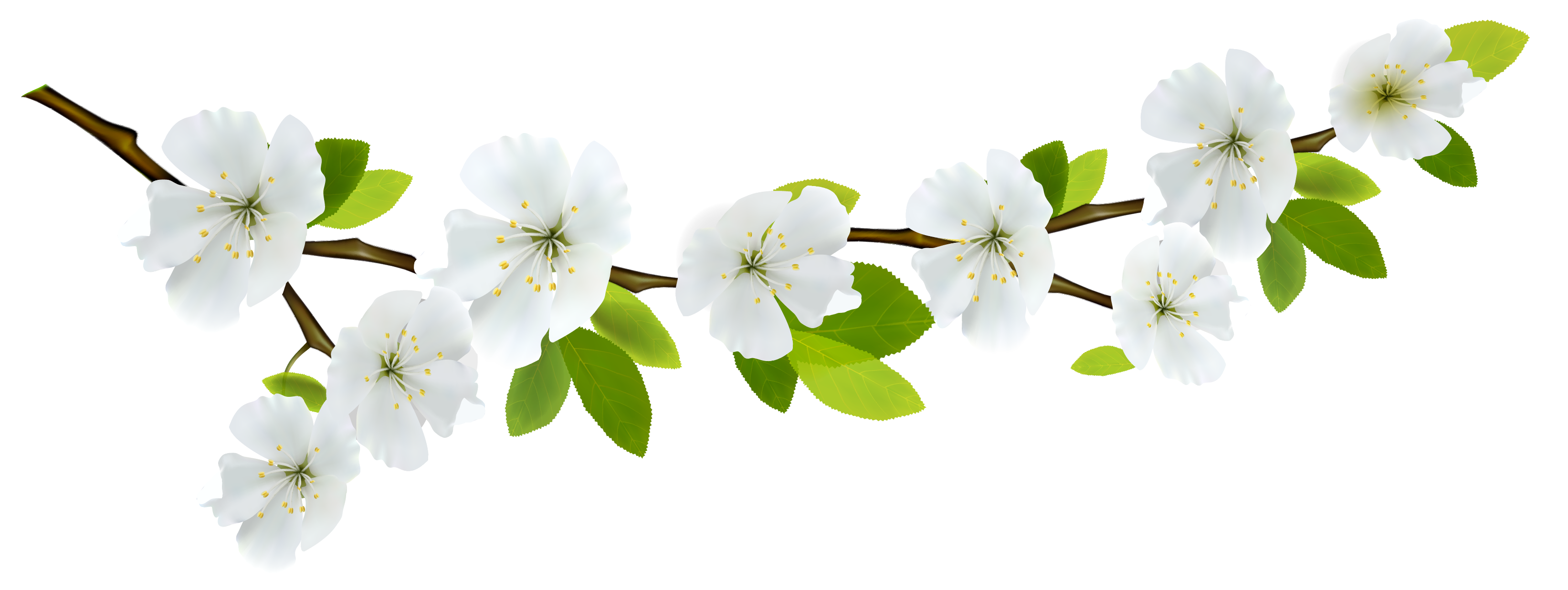 Branch With Flowers Png Clip Art Library