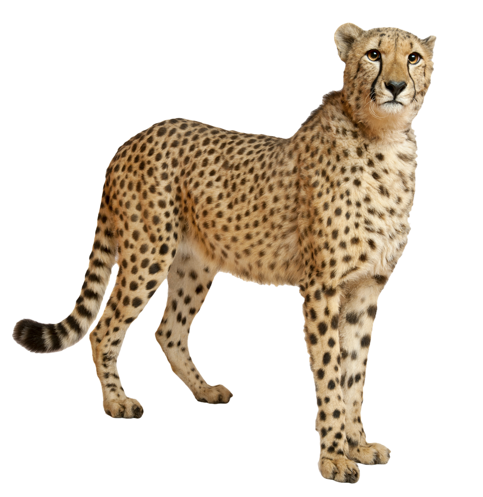 Cheetah PNG File 