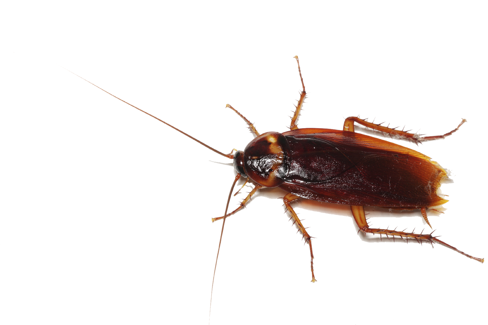 Cockroach Transparent 