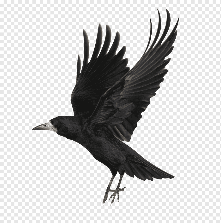 Crow Free Download PNG 