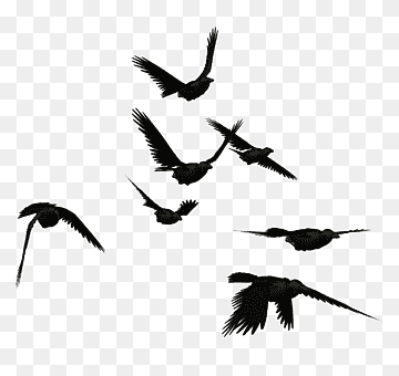 Crow Free PNG Image 