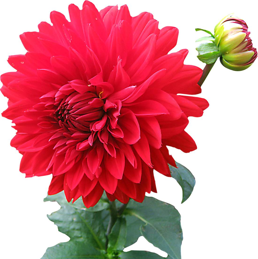 dahlia flower clip art free - photo #49