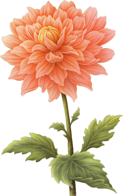 Free Dahlia PNG Transparent Images Download Free Dahlia PNG Transparent Images Png Images Free