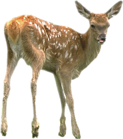 Deer PNG Pic 