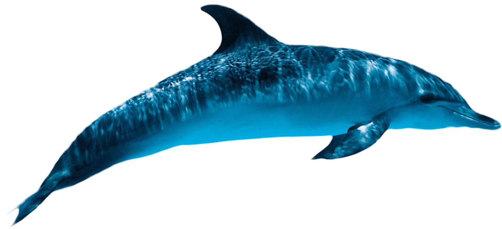 Dolphin Transparent 