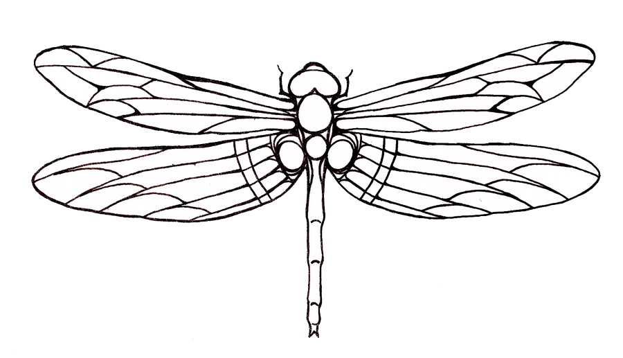 Dragonfly Tattoos PNG 