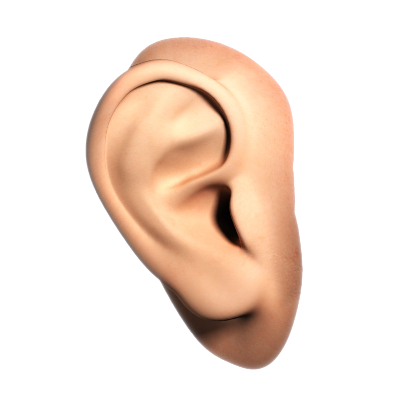 human ear clipart - photo #11