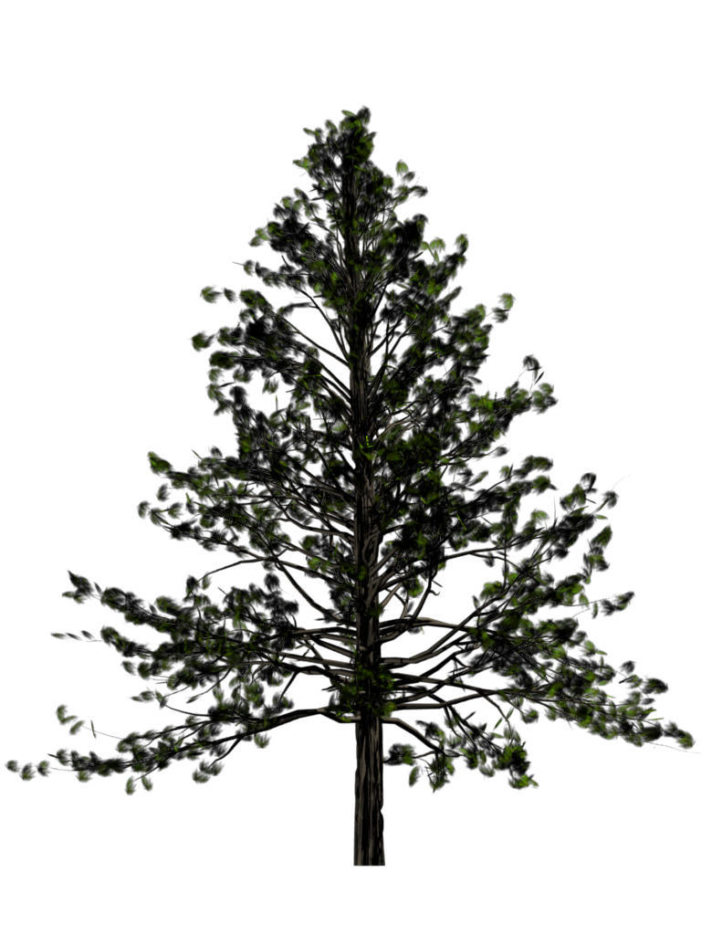 Fir-Tree Free Download PNG 