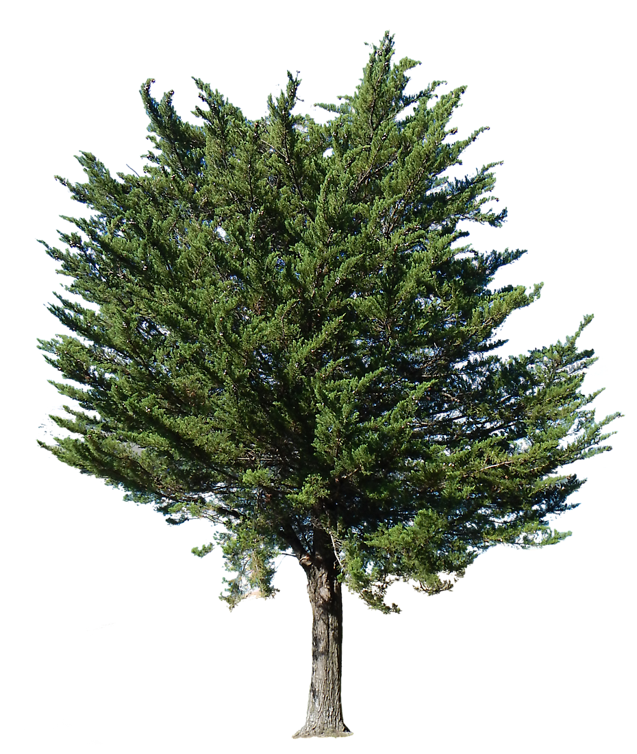 Fir-Tree PNG Picture 