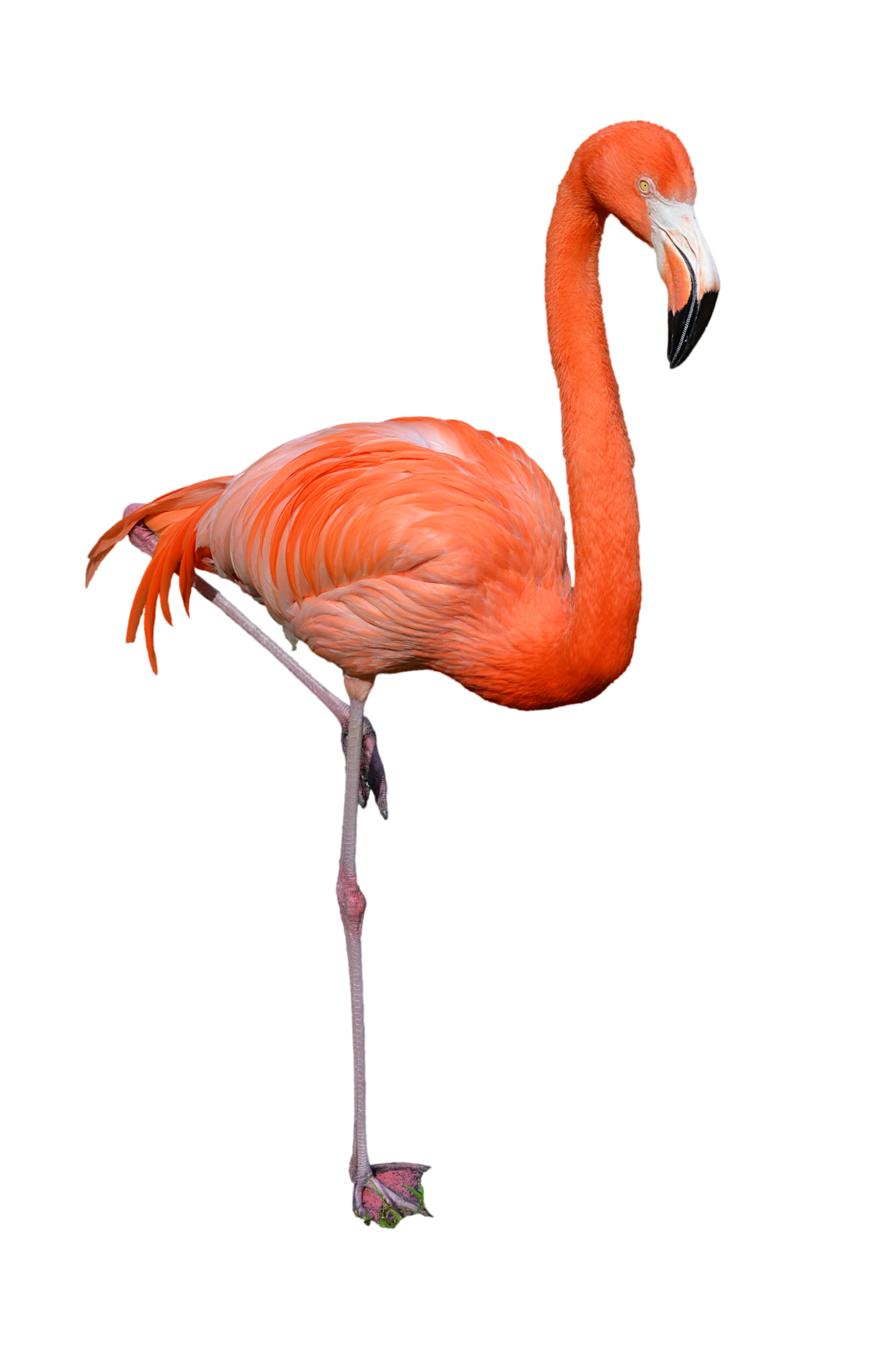 Flamingo PNG Clipart 