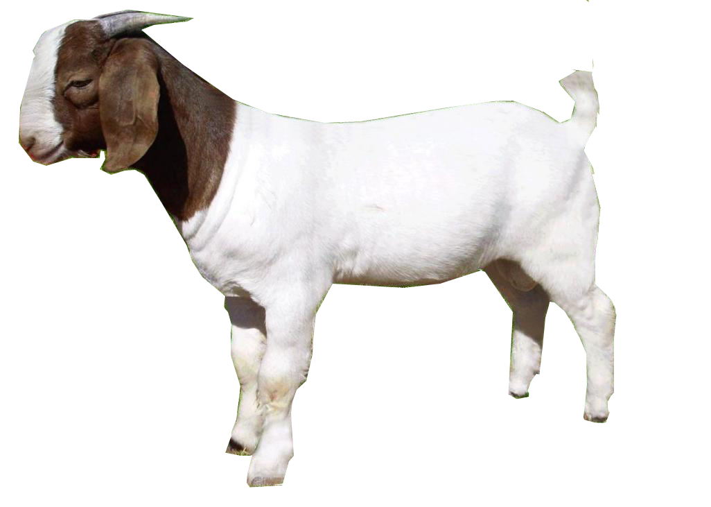 Free Goat PNG Transparent Images, Download Free Goat PNG Transparent