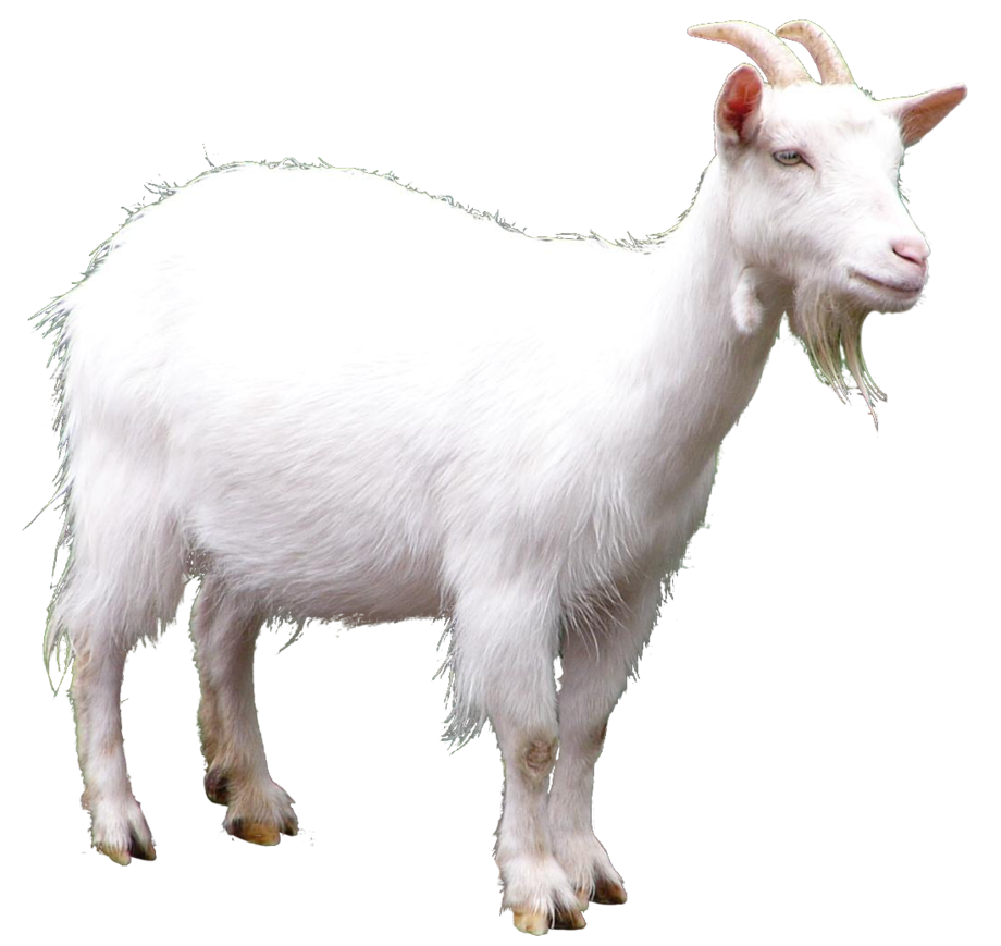 Free Goat PNG Transparent Images, Download Free Goat PNG Transparent