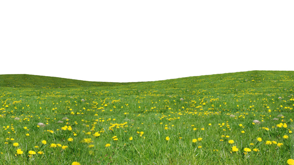 Grass Download PNG 