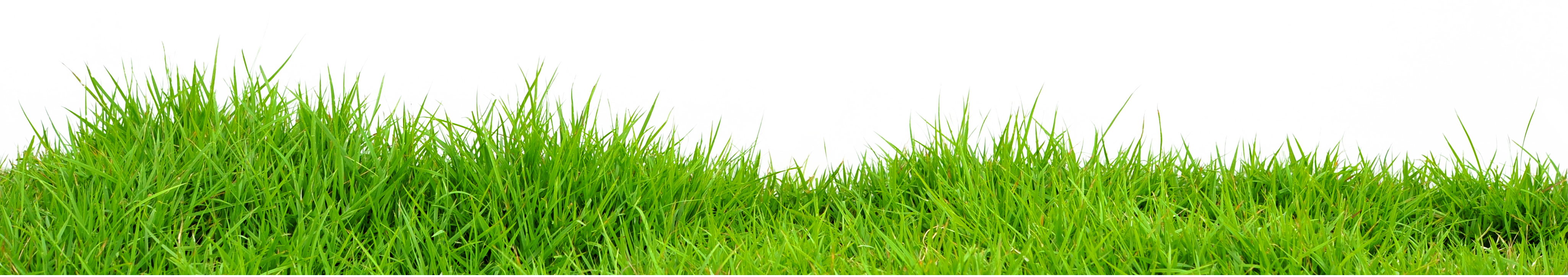 Grass PNG Images 