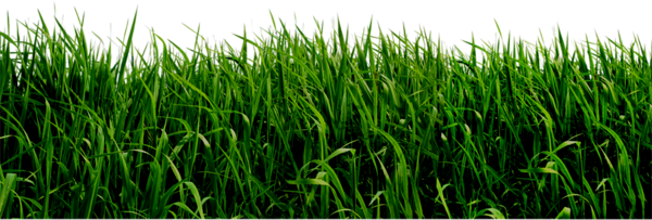 Grass PNG Picture 