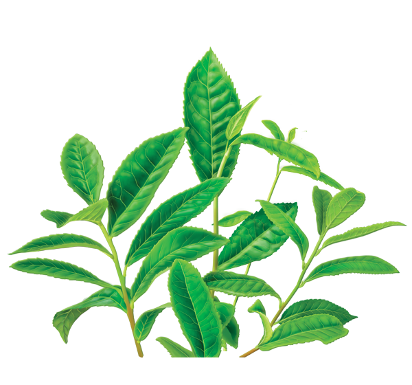 Free Green Tea PNG Transparent Images, Download Free Green Tea PNG