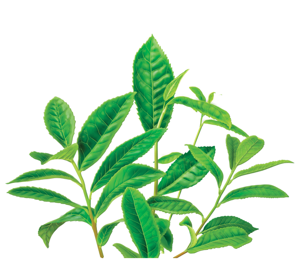 Green Tea PNG Image 