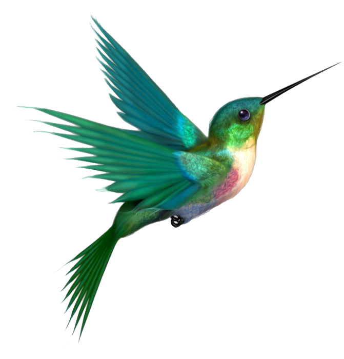 Hummingbird PNG Image 