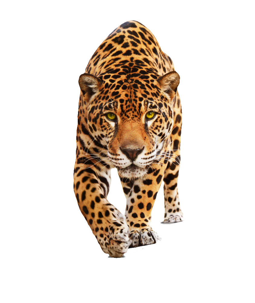 Jaguar PNG HD - Clip Art Library