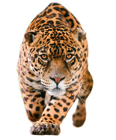 Jaguar PNG Pic 