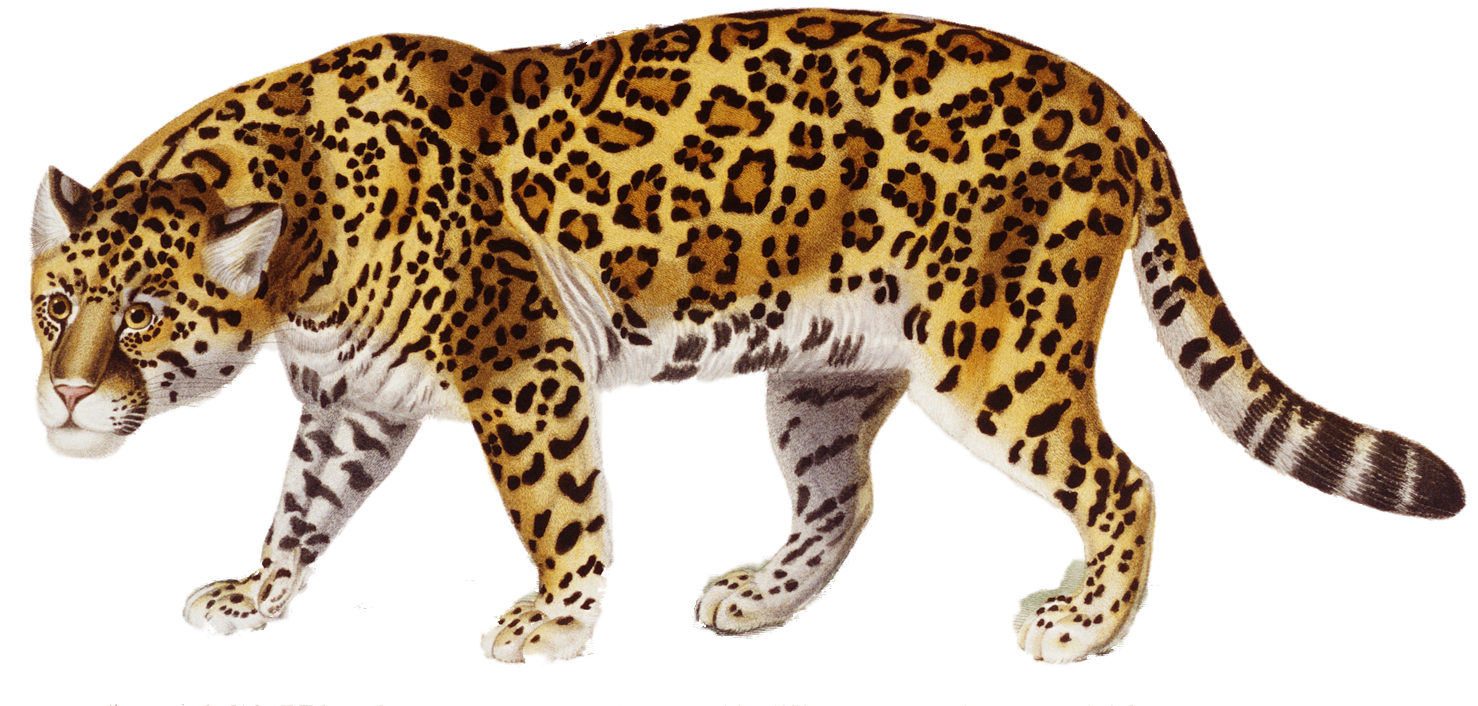 free jaguar clipart images - photo #49