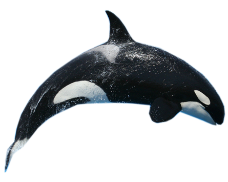 Killer Whale Free Download PNG 