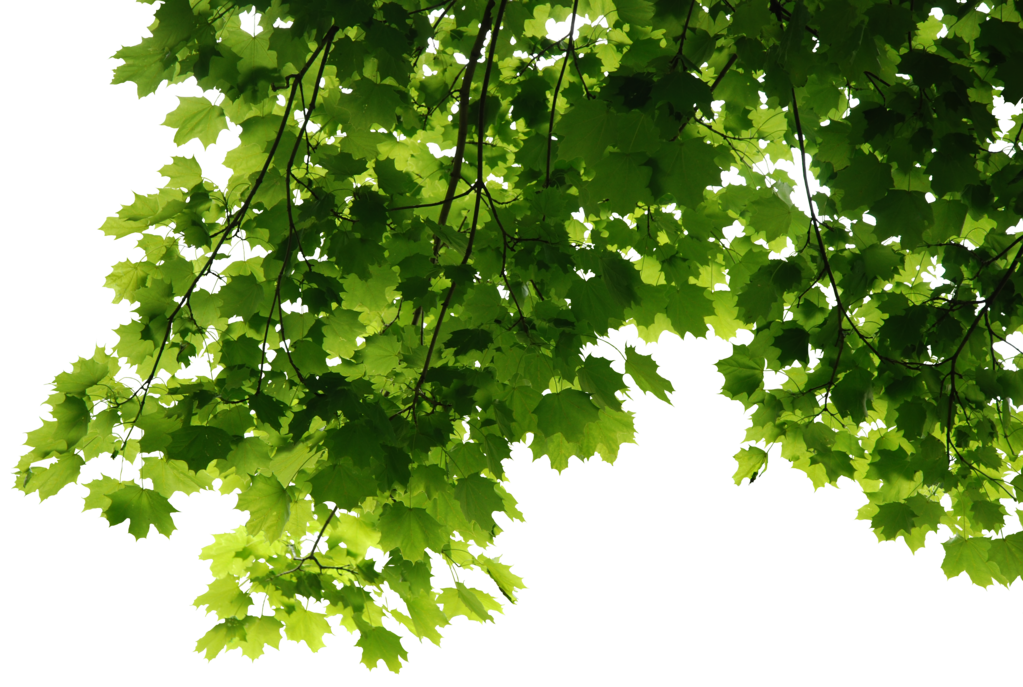 Free Tree Leaves Png, Download Free Tree Leaves Png png images, Free