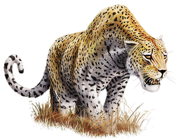 Leopard Download PNG 