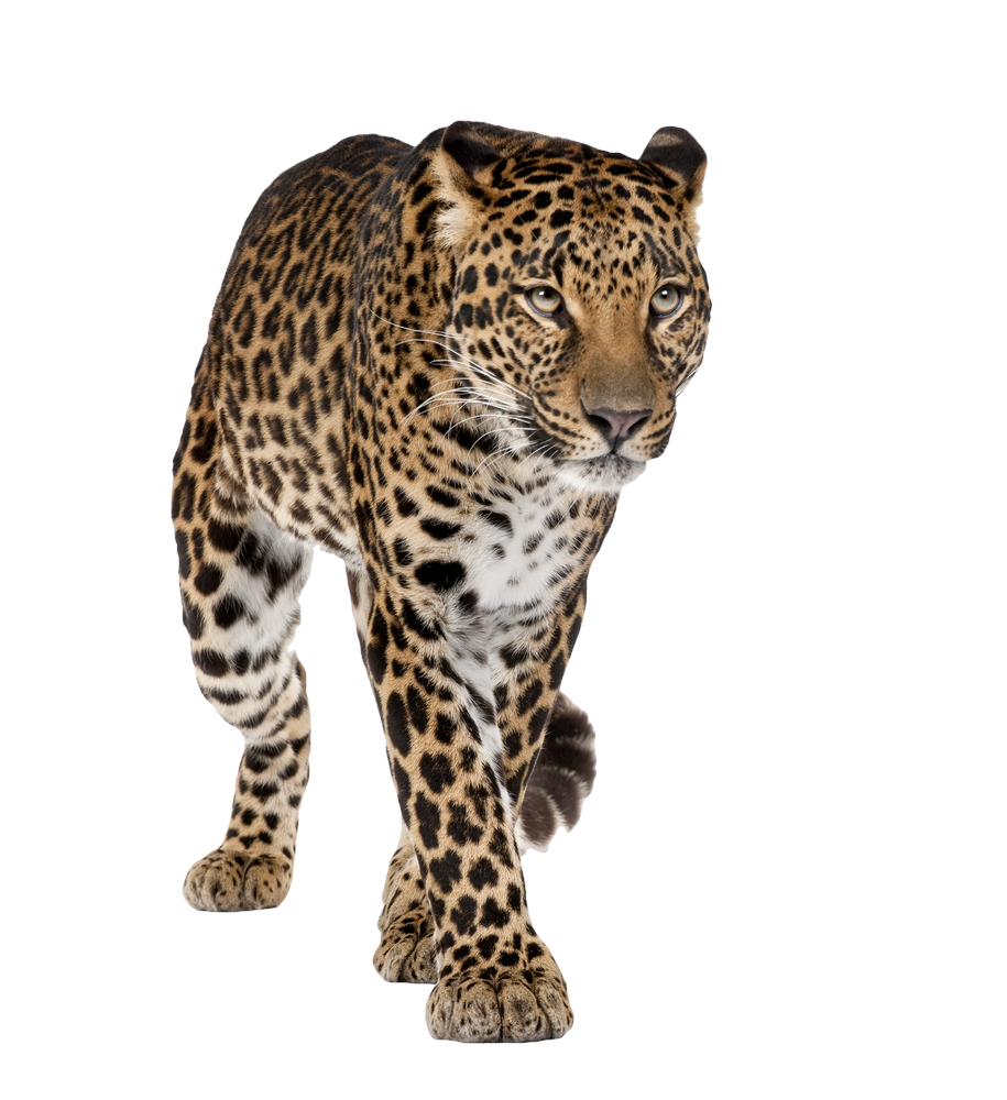Free Leopard PNG Transparent Images, Download Free Leopard PNG