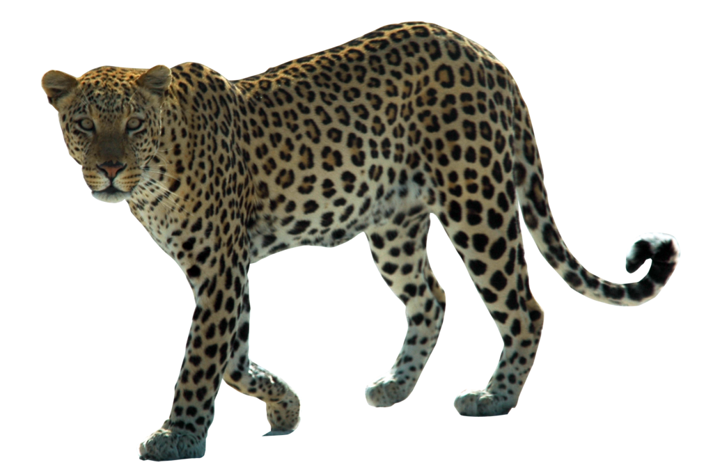 Leopard PNG HD 