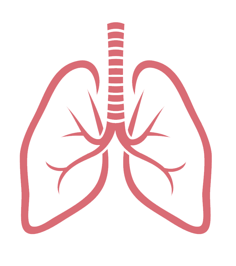 Free Lungs PNG Transparent Images, Download Free Clip Art, Free Clip