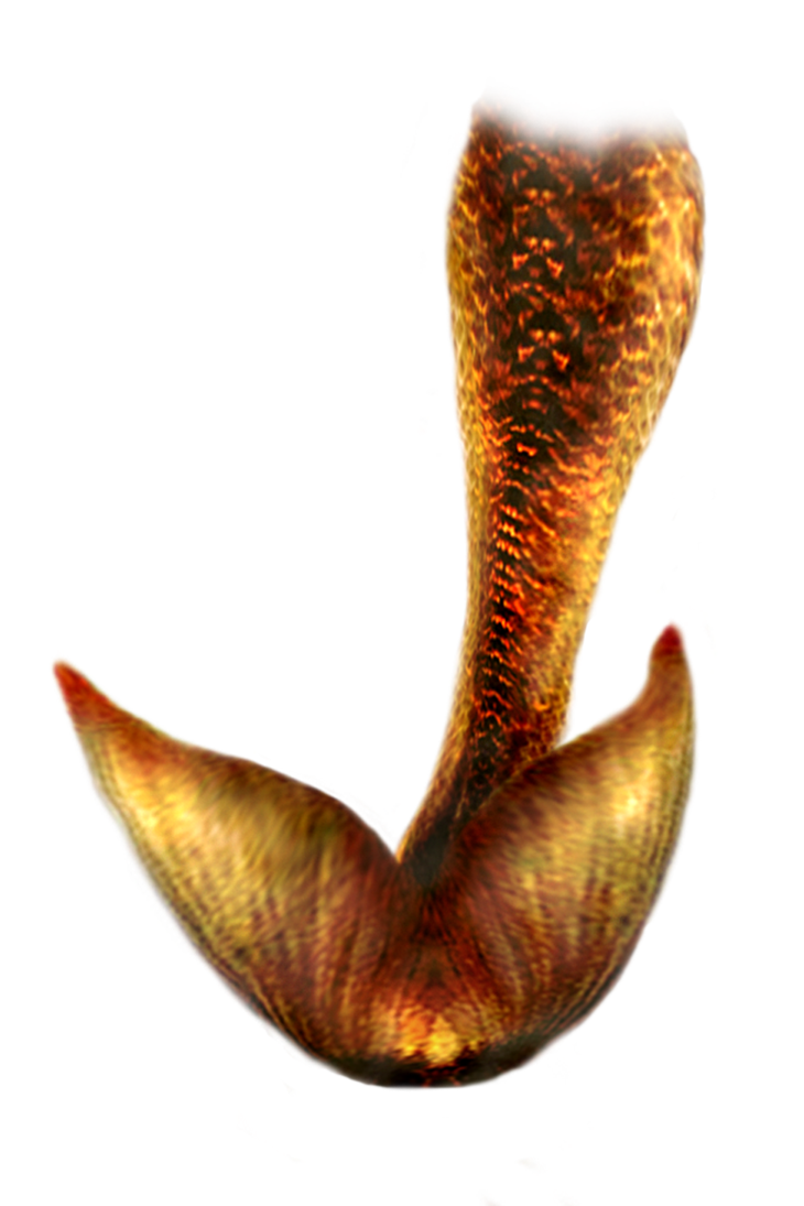 Mermaid Tail PNG HD 