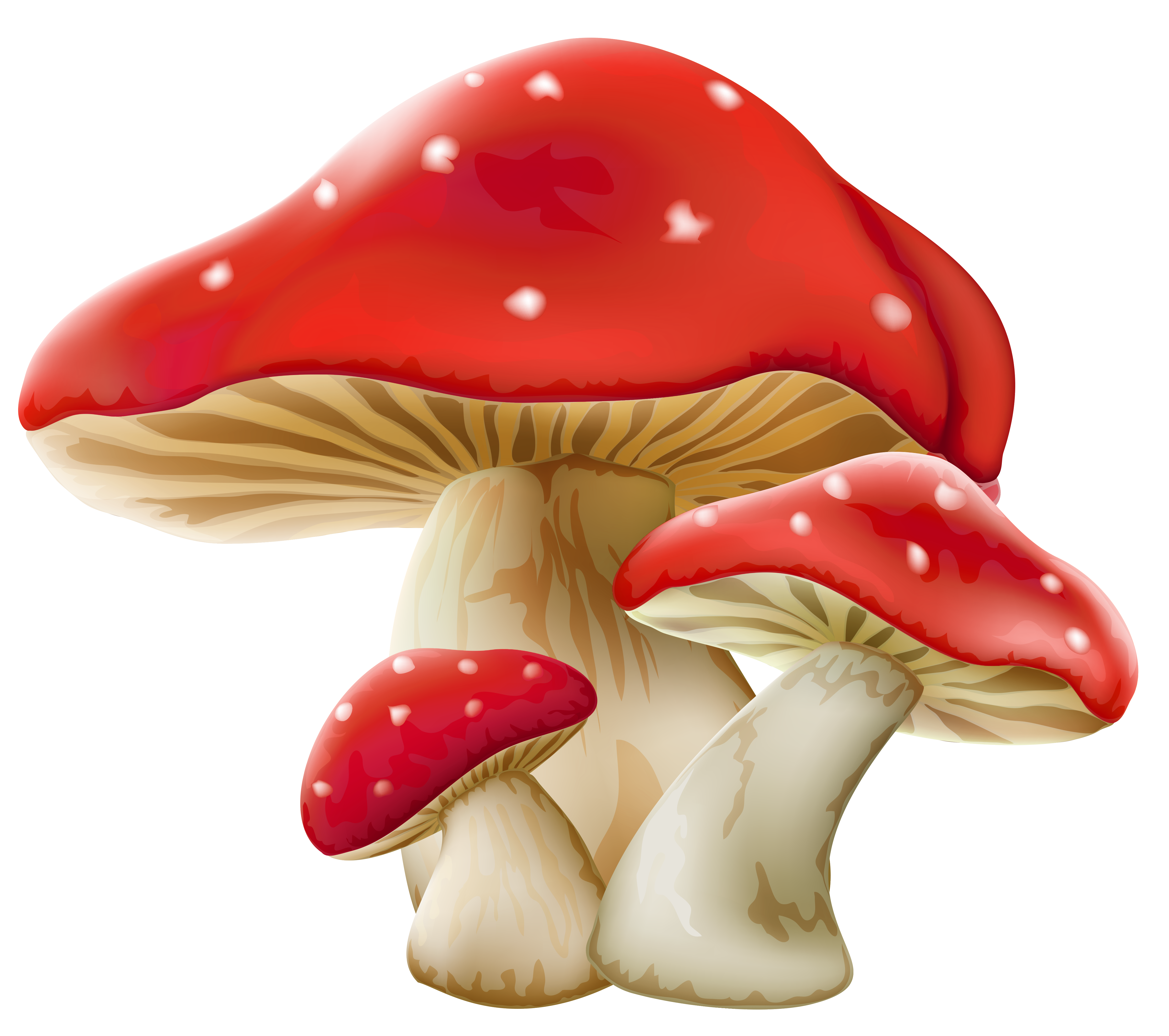 transparent background mushroom clipart png - Clip Art Library