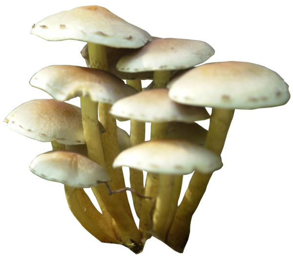 oyster mushroom clip art - photo #26
