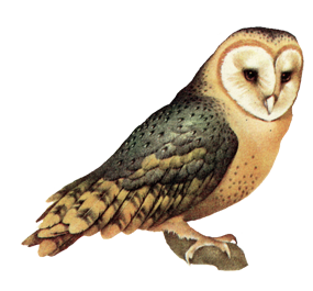 Owl High-Quality PNG 