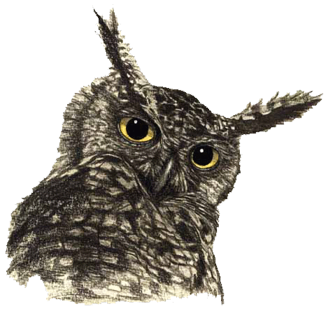 Owl PNG File 