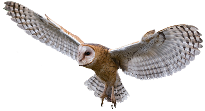 Owl PNG Image 