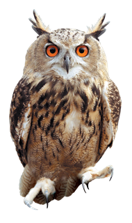 Owl PNG Picture 